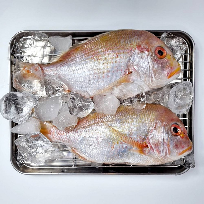 제주 안동수산 황돔 꽃돔 1kg이상 (3~4마리), 1세트, 1kg