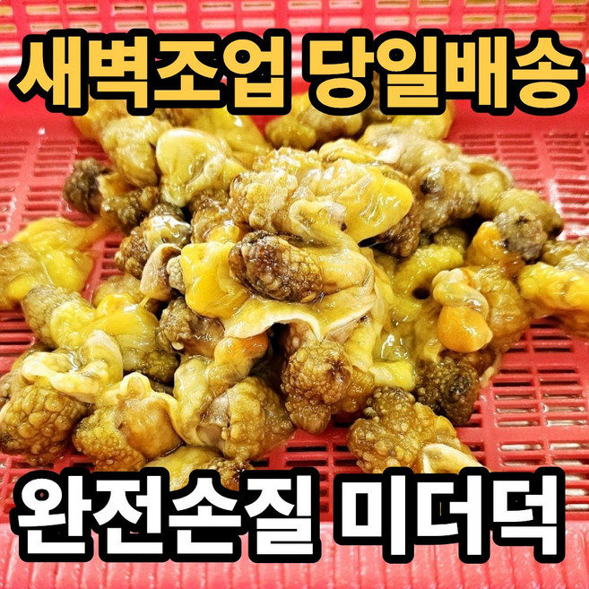 [새벽조업] 마산 산지직배송 완전 손질 횟감 미더덕, 1개, 200g