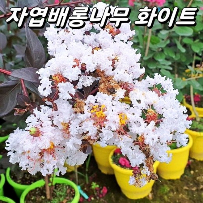 자엽배롱나무 블랙다이아몬드 포트묘 H40~50cm 백일홍나무 목백일홍 신품종, 1개, 화이트