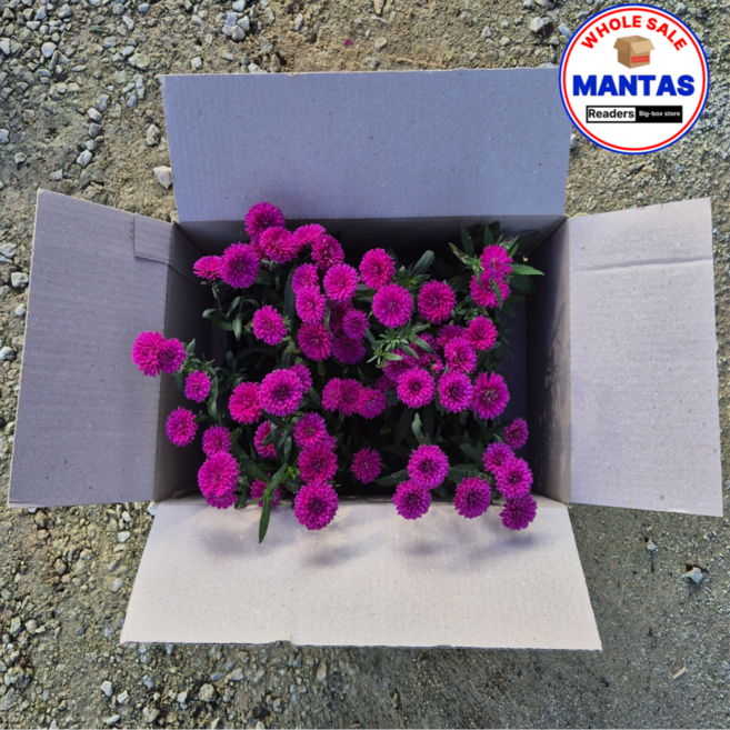 아스타 자주 25개세트 아스타국화꽃 노지월동, 1개