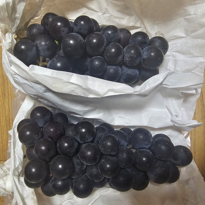 [싹순팜] 포도 특품 당도높고 과즙폭발 송산 상주 캠벨포도 겨울포도 세레단포도, 1박스, 1kg(2~4수)