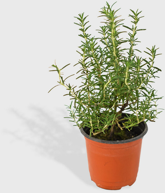 마이플랜트 클리핑 로즈마리 소형, 1개