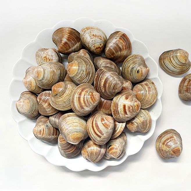 [남해촌놈들] 조개의 여왕 제철 백합조개, 1개, 5kg