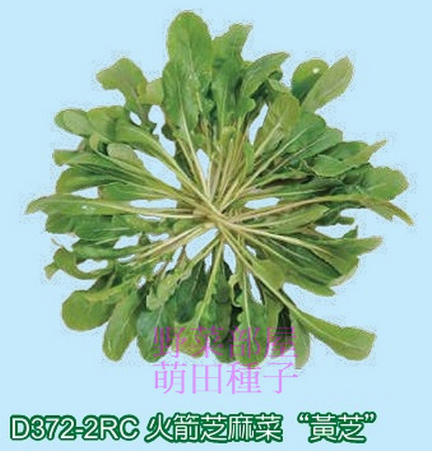 D372-2RC 火箭芝麻菜 芝麻菜芽菜種子 1斤, 1包