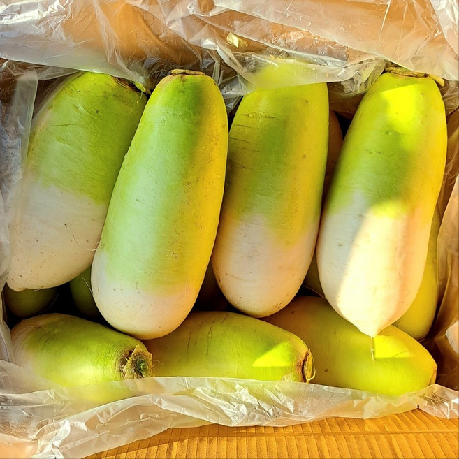 채소애 싱싱한 국산 제주 월동 무 10kg, 1개