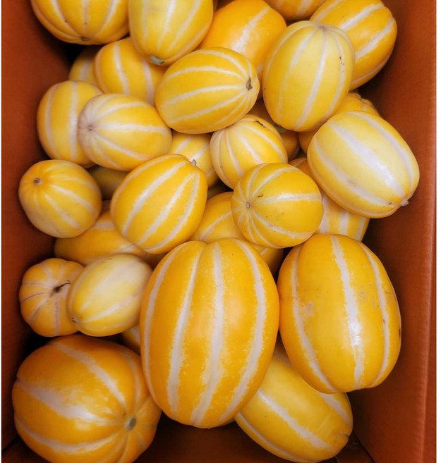 성주 꿀 참외 산지직송 당도선별 가정용, 5kg(소과), 1개