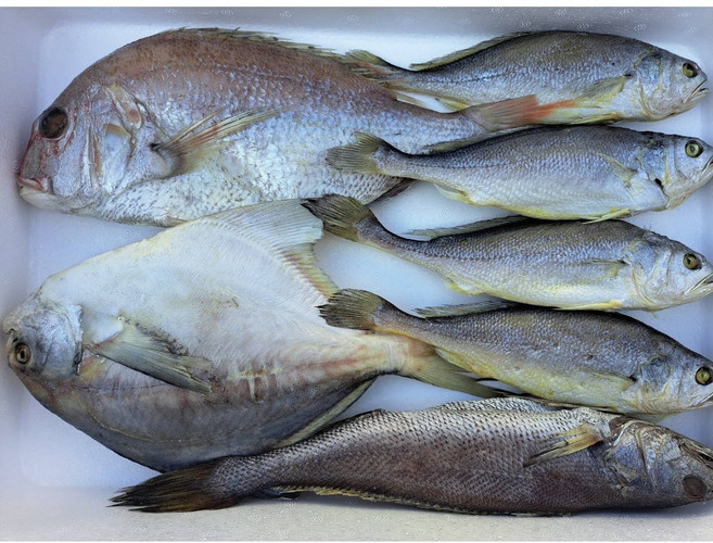 국내산 반건조생선 선물세트 민어1미 병어1미 참돔1미 조기 4미, 1박스