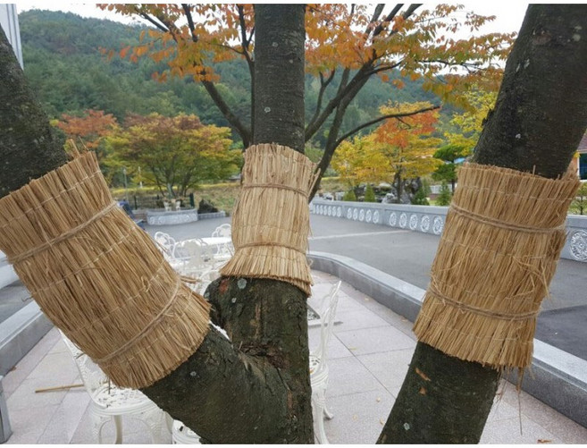 잠복소 30cm x 10m 나무 월동 보온 볏짚으로 만든, 1개