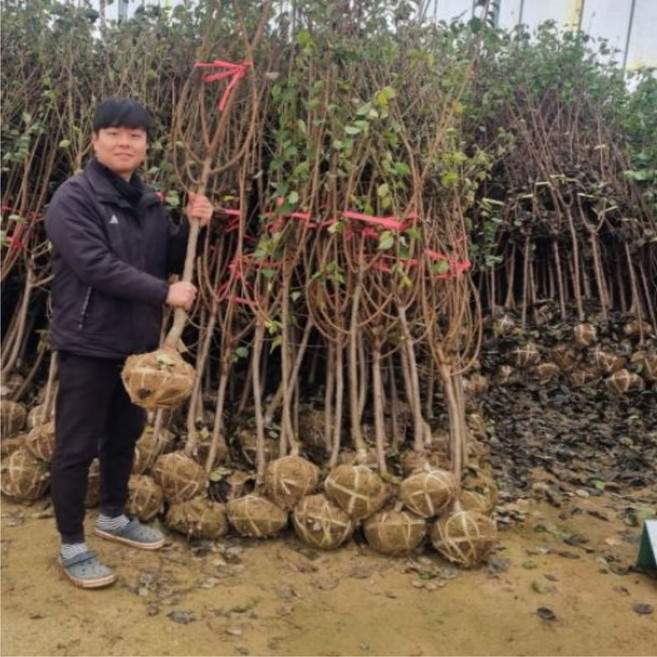 자두 살구나무 묘목 플럼코트 샤이니 4년생 망고 자두나무, 여름꿀살구 4년중묘 분다리 (랜덤품종)상묘