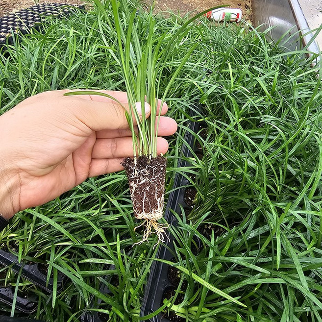 충주원예조경 / 맥문동 / 100구(100개) / 연결포트, 맥문동100구, 1개