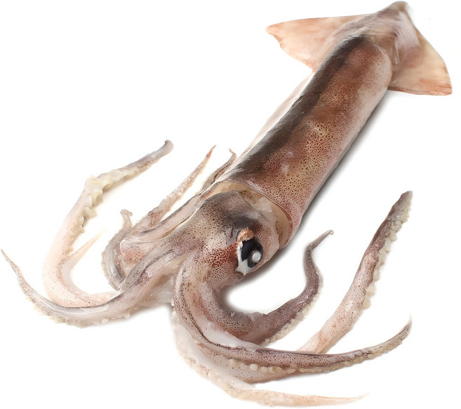 새우몰 원양산 선동오징어 1kg, 1개, 1kg (4-9미)