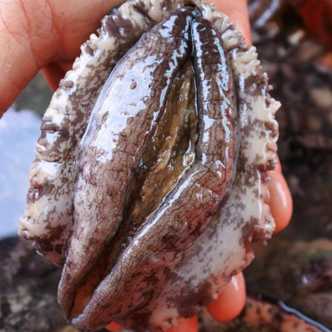 강성푸드 완도 활전복1kg(14~16미), 1개, 단품