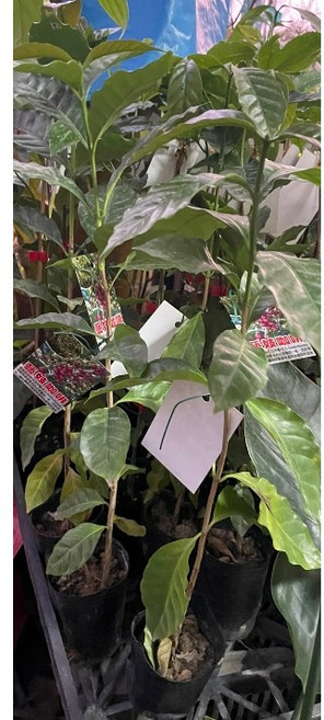 花花世界 藝妓咖啡樹 3吋黑軟盆 高25-35公分 來自伊索匹亞