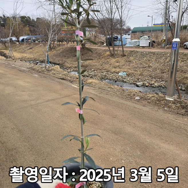 충주원예조경 / 올리브나무 / 60cm(전후) / 포트, 1개