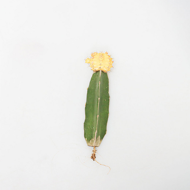 갑조네 비모란 컬러선인장 접목 다육이 다육식물 비모란화분, 1개, 노랑