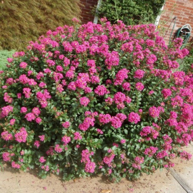 그루담다 미니배롱나무 묘목 3년생