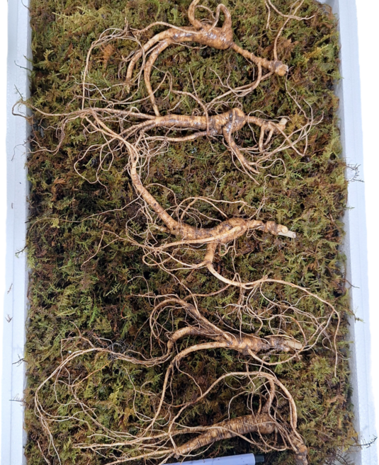 [한국명품산삼] 100% 국산 산양삼 장뇌삼 산양산삼 15~17년근 3뿌리 5뿌리 국내산 산지직송 선물용, 18g, 3개