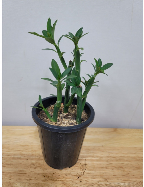 봄봄 다육 스침패리, 1개