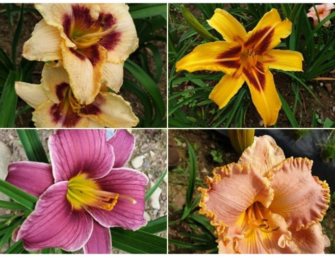 서양원추리 숙근/뿌리 10주 25년/평창게으른농부, 1개