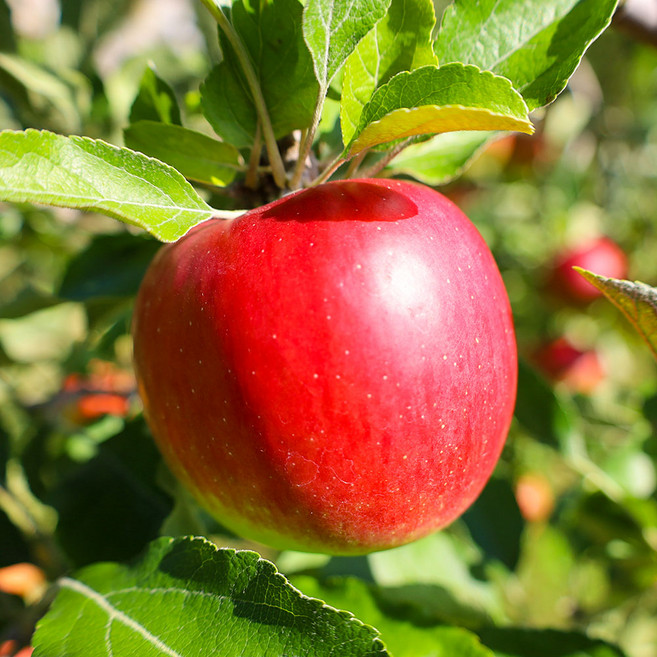 신선계절가 국내산 경북 가정용 부사 사과, 1개, 부사 가정용 혼합과 1.2kg (4-9과)