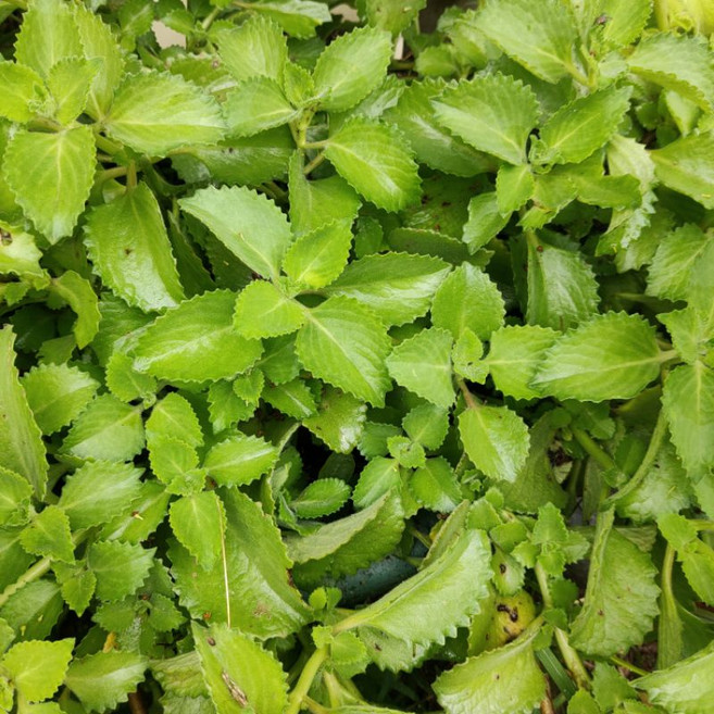 左手香 觀葉植物 - 會開紫色花/無毒栽種/草生栽培/陽台/庭園/香草植物, 1個, 6吋盆, 紫色, 6吋盆