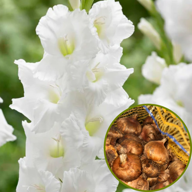 글라디올러스 에센셜 구근 3구/5구/10구 춘식구근 여름꽃, 5개입