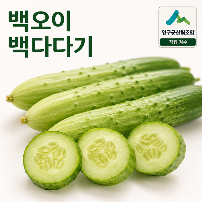 국산 백다다기 오이 강원 양구 산지직송 신선 국내산 백오이 오이지 소박이 양구군산림조합 수매 검수, 1개, 1kg