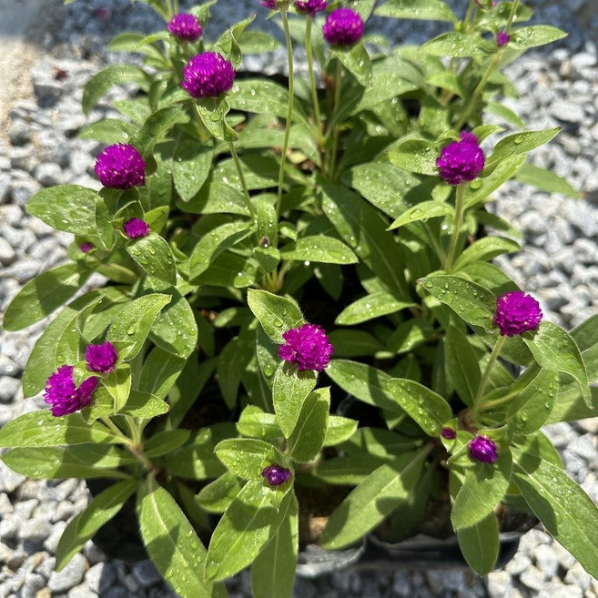 천일홍 보라색꽃 12개할인세트, 1개