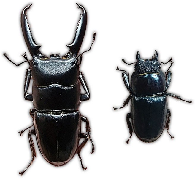 루나벅스 넓적사슴벌레 성충 한쌍 키우기, 중형 한쌍(수컷/암컷), 1세트