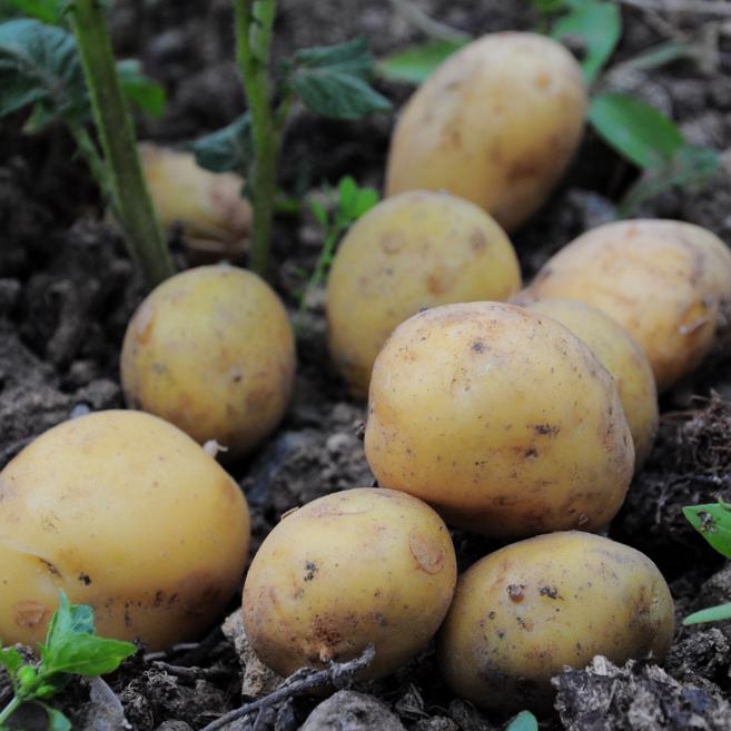 [산지직송] 포슬포슬 당일선별 파격특가 국내산 감자 두백감자 수미감자 흙감자, 1개, 강원도감자_중 5kg