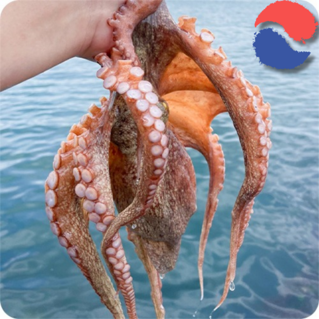 통영 자연산 활 돌문어 당일조업 자숙 손질 활문어 숙회 제수용 빙장포장, 100% 자연산 돌문어 1kg 1-4미, 1개