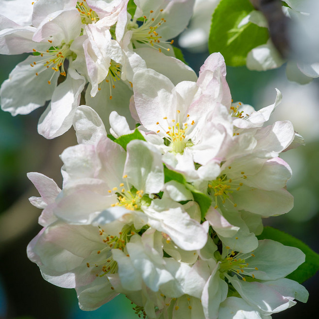 [충북농원] 꽃사과 나무 묘목 - 실생묘접목묘, 1개, 실생/2년생