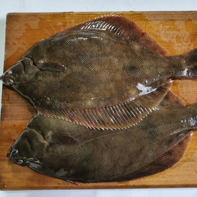 국내산 급냉 풀도다리 1kg (1~4마리 마리당30~45cm) 자연산 봄도다리 냉동도다리 암수랜덤, 1박스