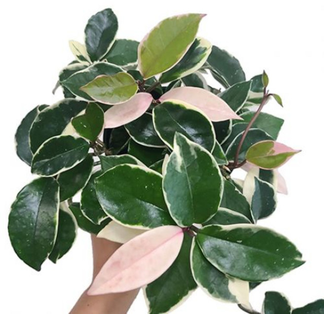 호야 공기정화식물 꽃 키우기쉬운화분, 01_호야, 1개