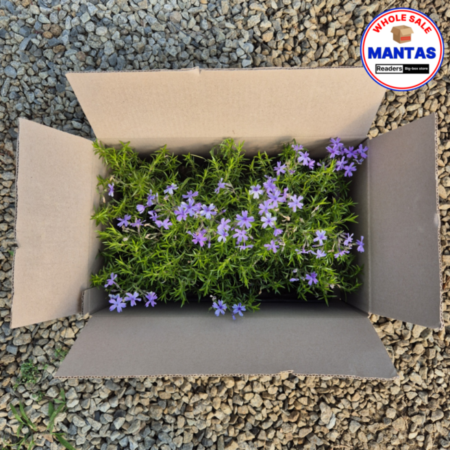 에메랄드 30개세트 꽃잔디 에메랄드 연보라색꽃잔디, 1개