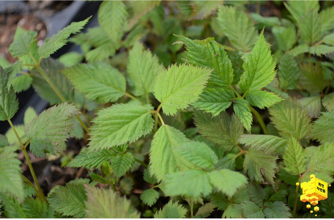 화천 자연애 눈개승마(삼나물) 모종(2년생) 100구 / 50구 / 10구 (트레이), 10구(트레이), 1개