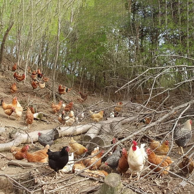 NON-GMO 유기농계란 난각번호1번 유정란 무항생제 산림방사 달걀, 1개, 20구, 특란