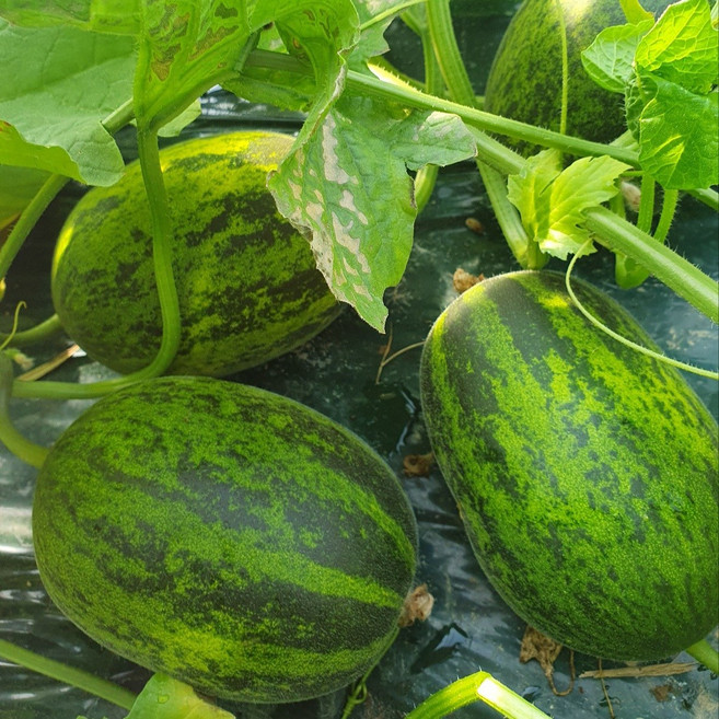 국내산 파파야메론 가정용 혼합과 경북산지 직송, 1박스, 4kg(7~12개)