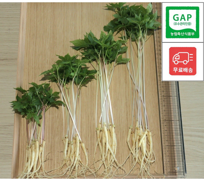 [류씨농장] 국내산 GAP인증 프리미엄 새싹인삼 50뿌리(랜덤) 당일수확 수경재배 산지직송, 1