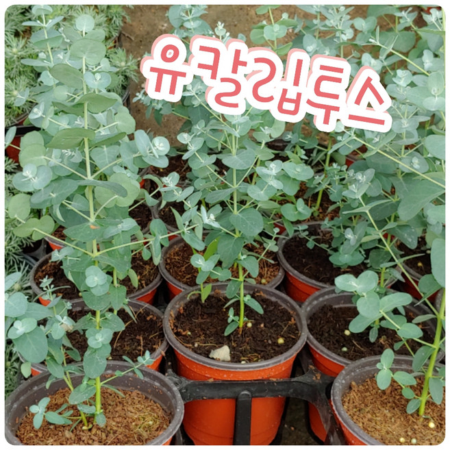 꽃나라엘리스 유칼립투스-코알라먹이로 유명하죠, 1개