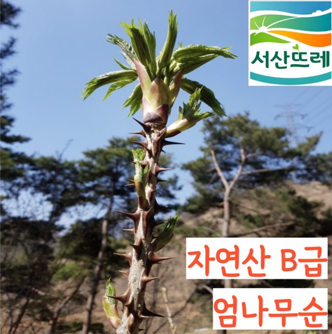 [당일수확] 국산 자연산 B급 엄나무순 개두릅 두릅, 2kg, 1개