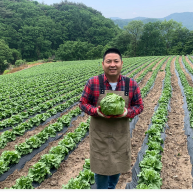 청년야채가게 [아삭] / 진공예냉처리 아삭양상추 / 깐양상추(식자재용) 8kg, 1박스