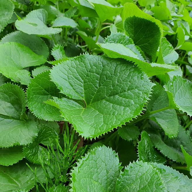 제철채소 싱싱한 생 곰취나물, 1박스, 500g