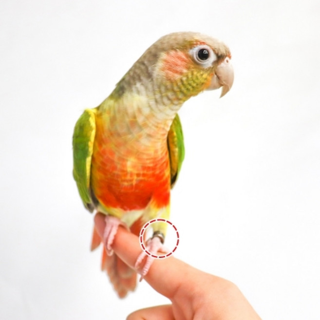 C타입 각인 발목링 (미아조 방지 필수 산책용품) (※원하는 문구 레이저 각인해드립니다)