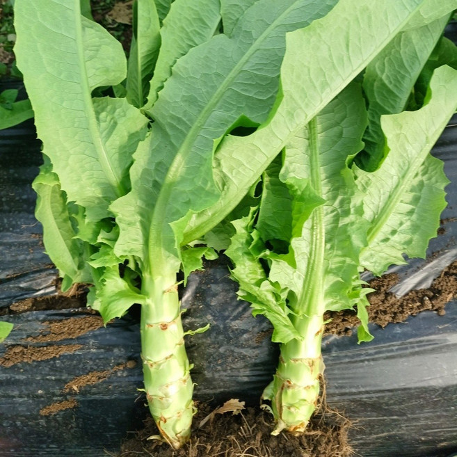 국내산 생 궁채 줄기상추, 1개, 1kg