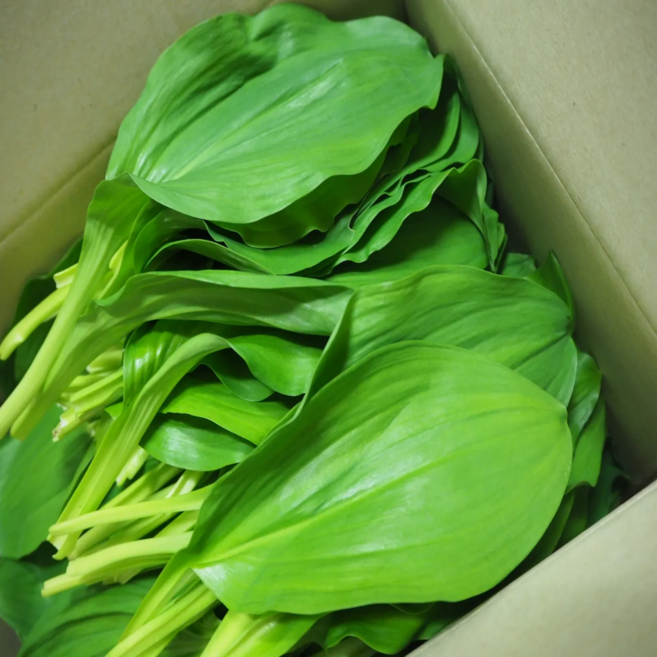 [특품] 생 명이나물 산나물 산마늘 명의, 1개, 2kg