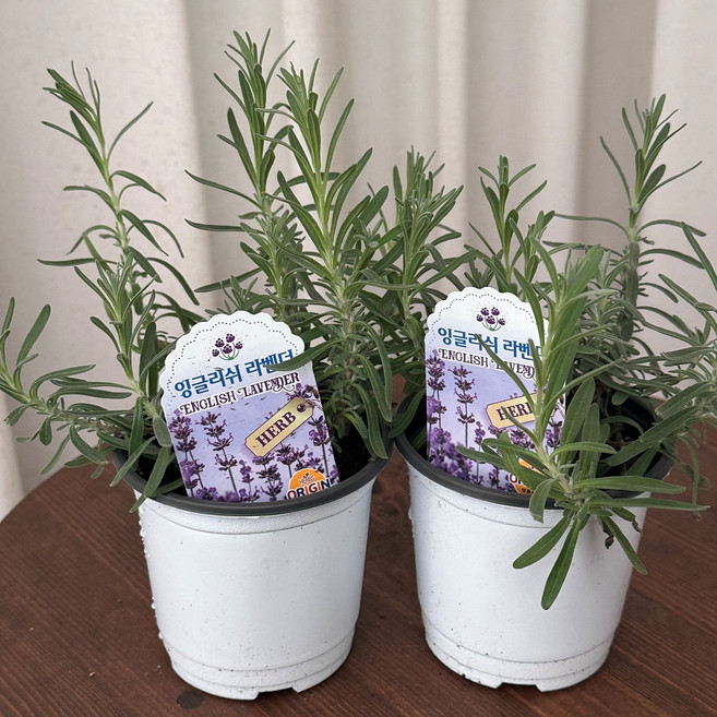 잉글리쉬라벤더 1+1 라벤다 허브 노지월동 향기나는 다년생 키우기쉬운 식물 온정원 공기정화식물1, 2개, .