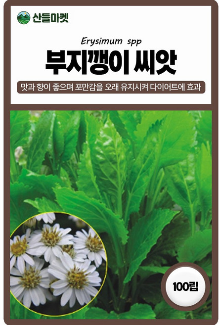 아람종묘 부지깽이 씨앗 100립 섬쑥부쟁이 부지깽이씨 약초 종자, 1개