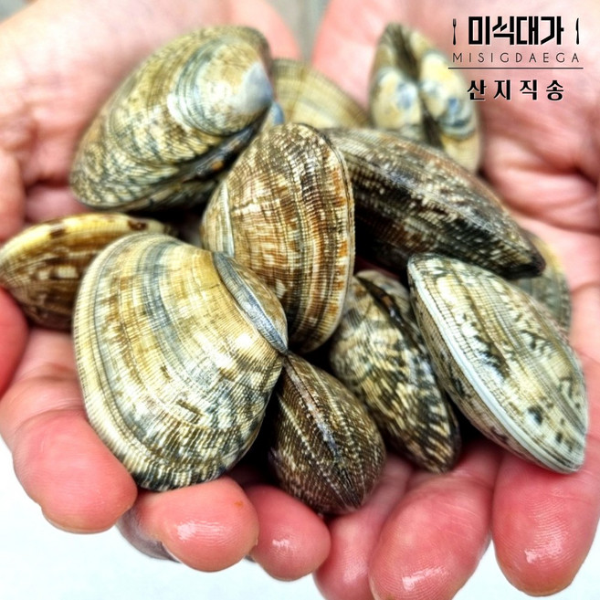 남해 해감 왕바지락 생물 바지락, 5kg, 1개, 5kg
