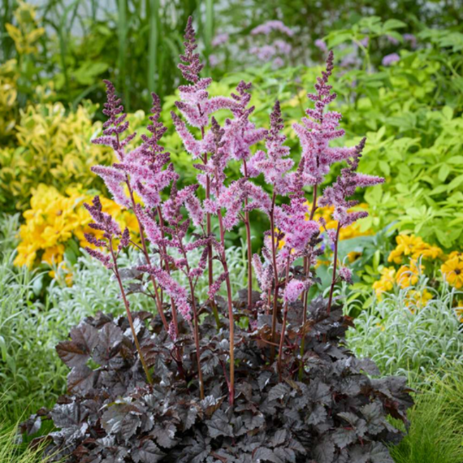 아스틸베 '다크사이드 오브 더 문' [1포트] (복남이네야생화 Astilbe Dark Side of the Moon), 1개